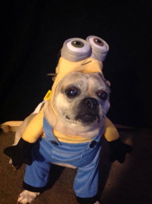 /Images/uploads/PUG NATION RESCUE OF LOS ANGELES/pugnationcalendar/entries/2314thumb.jpg